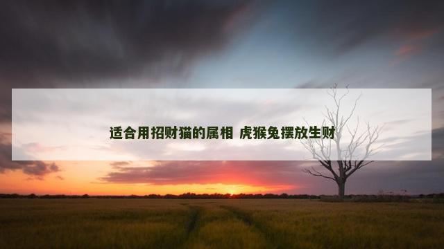适合用招财猫的属相 虎猴兔摆放生财
