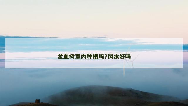 龙血树室内种植吗?风水好吗