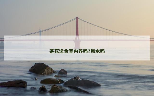 茶花适合室内养吗?风水吗