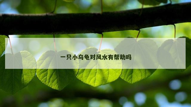 一只小乌龟对风水有帮助吗