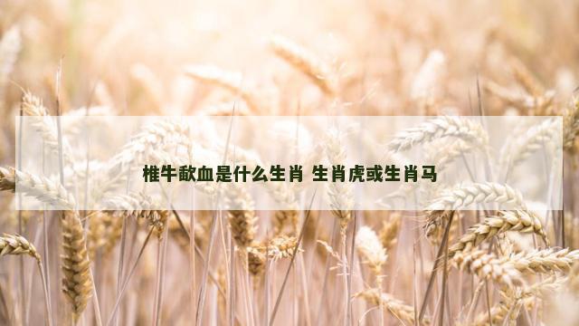 椎牛歃血是什么生肖 生肖虎或生肖马