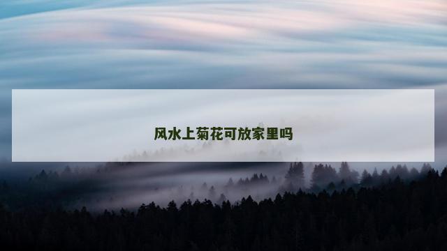 风水上菊花可放家里吗