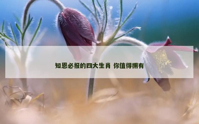 知恩必报的四大生肖 你值得拥有