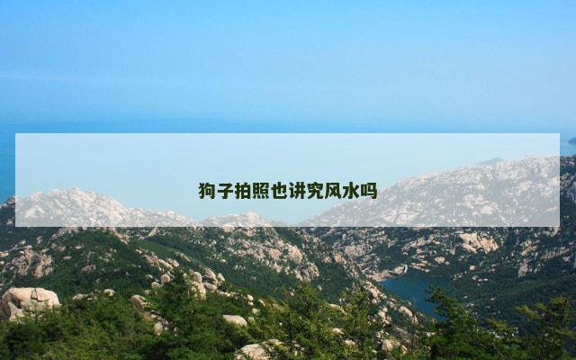 狗子拍照也讲究风水吗
