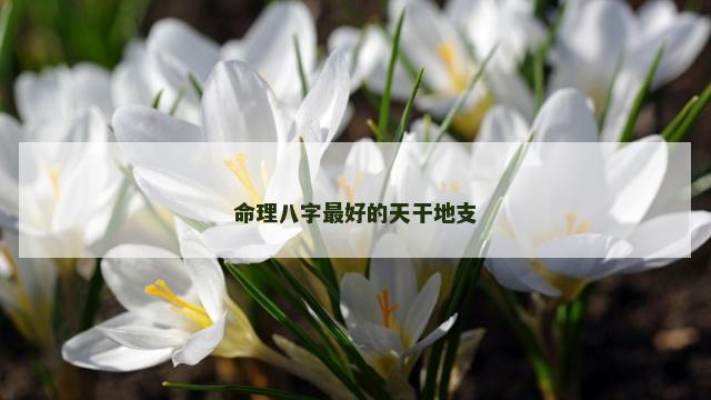命理八字最好的天干地支