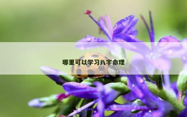 哪里可以学习八字命理