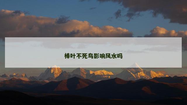 棒叶不死鸟影响风水吗