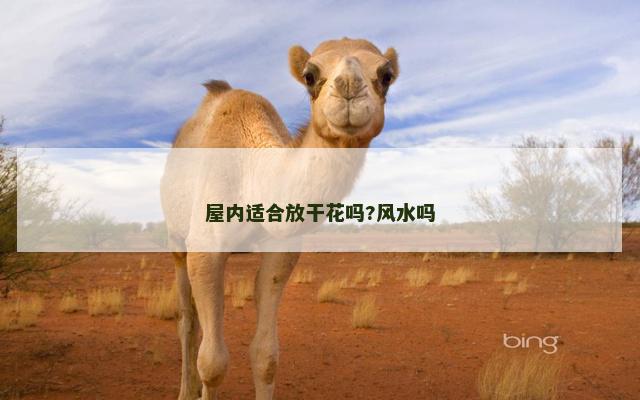 屋内适合放干花吗?风水吗