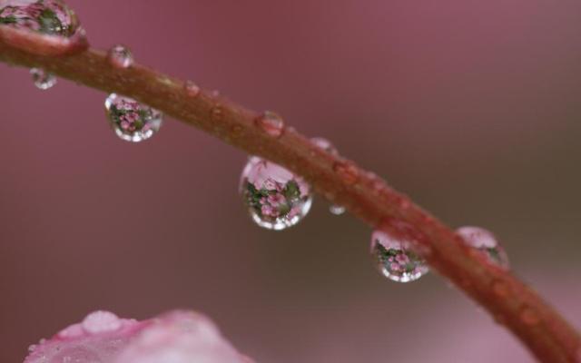 范冰冰八字命理桃花