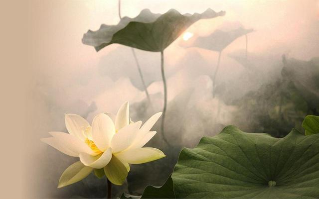 会为了偶像到处跟人掐架撕逼的生肖 会为了偶像到处跟人掐架撕逼的生肖