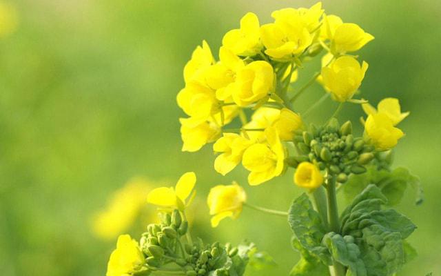 属牛女和属马男相配吗 属牛女和属马男相配吗