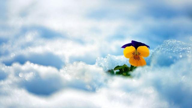 食伤为用神的人有何八字特点