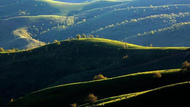 八字命格看干还是支