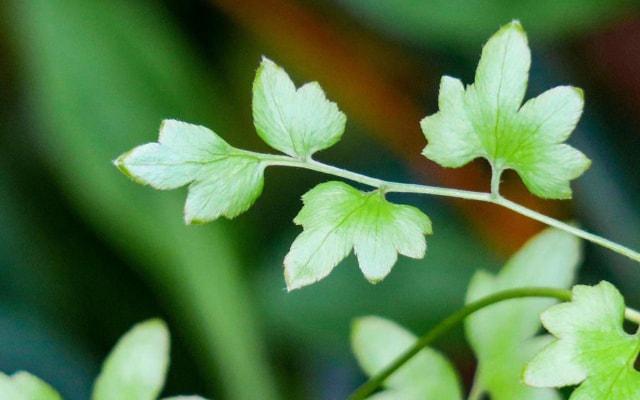 石榴木命是什么命