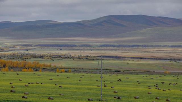 风水坟前种桃树可以吗