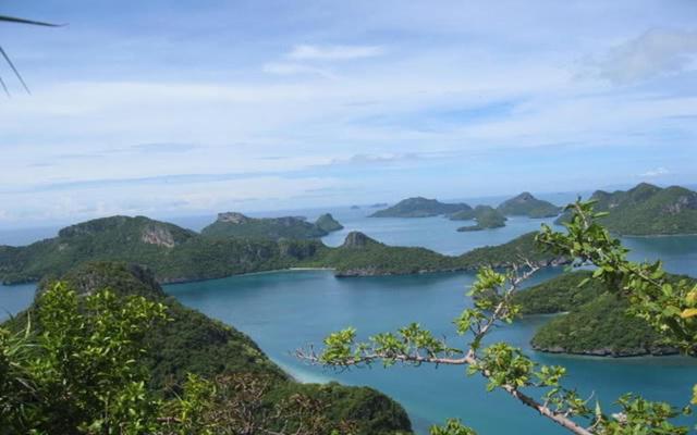 家里植物影响风水吗
