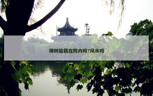 樟树能栽在院内吗?风水吗