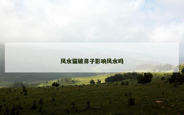 风水猫破鼻子影响风水吗