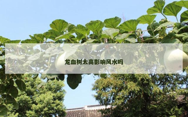 龙血树太高影响风水吗