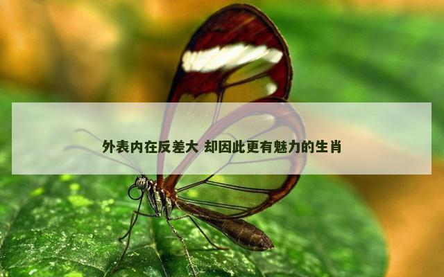 外表内在反差大 却因此更有魅力的生肖