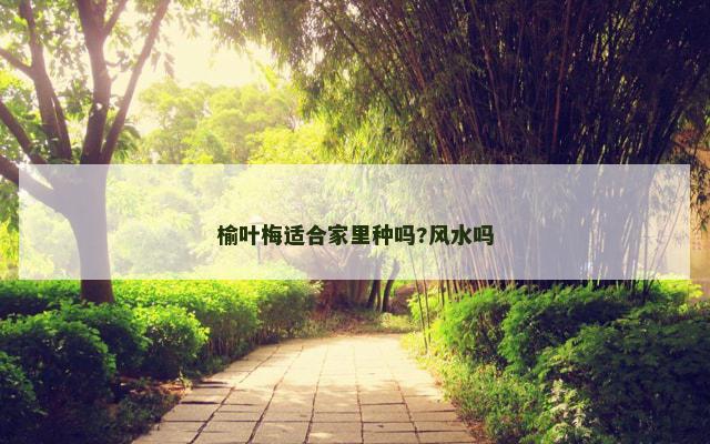 榆叶梅适合家里种吗?风水吗