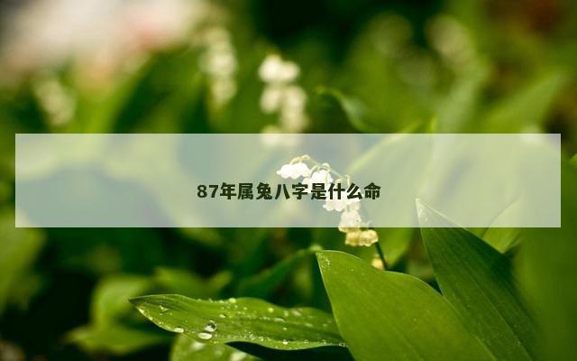 87年属兔八字是什么命