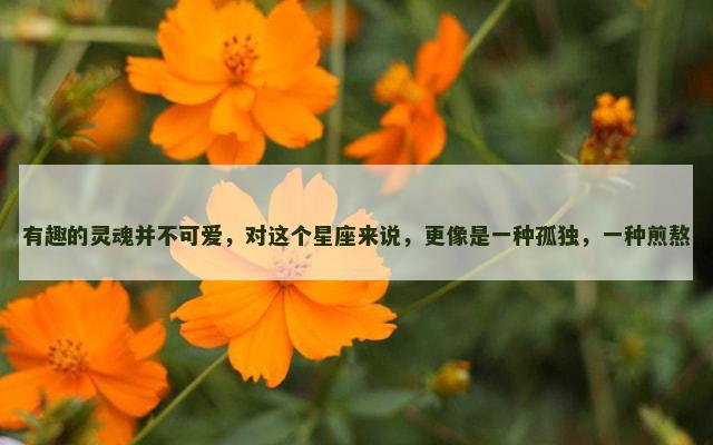 有趣的灵魂并不可爱，对这个星座来说，更像是一种孤独，一种煎熬