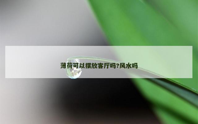 薄荷可以摆放客厅吗?风水吗