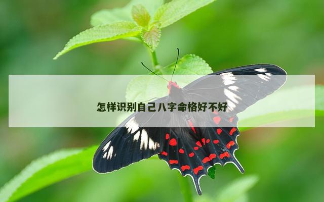 怎样识别自己八字命格好不好