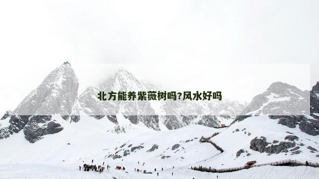 北方能养紫薇树吗?风水好吗