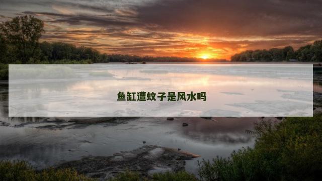 鱼缸遭蚊子是风水吗