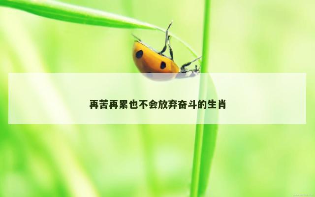 再苦再累也不会放弃奋斗的生肖