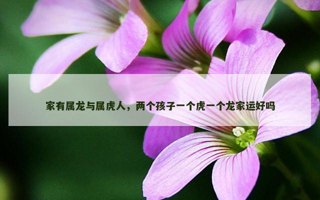 家有属龙与属虎人，两个孩子一个虎一个龙家运好吗