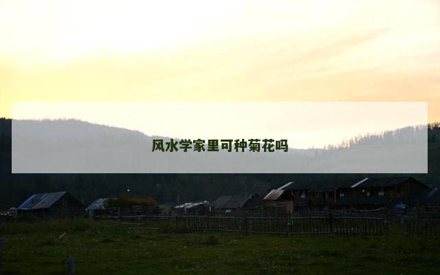 风水学家里可种菊花吗