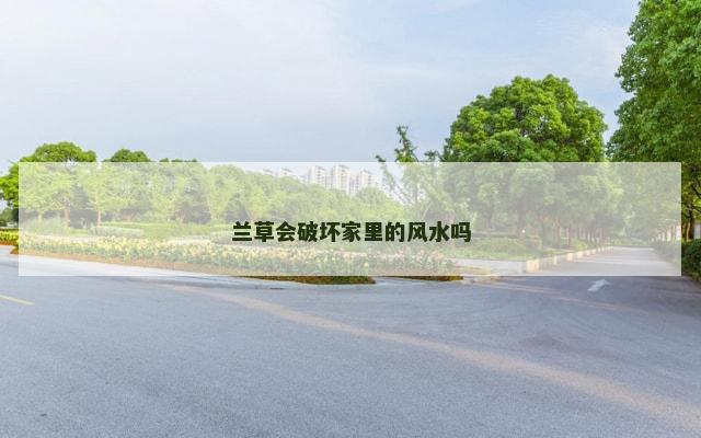 兰草会破坏家里的风水吗