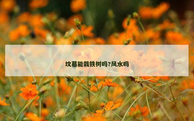 坟墓能栽铁树吗?风水吗