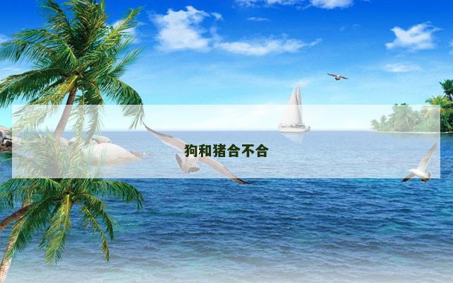狗和猪合不合