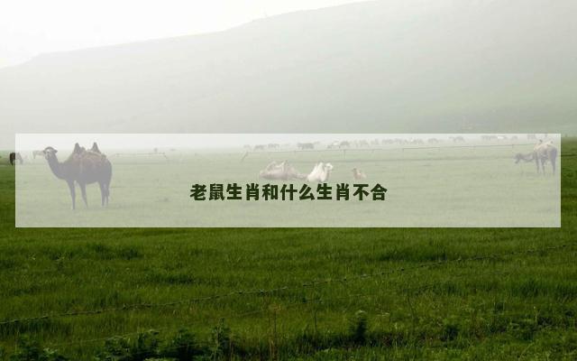 老鼠生肖和什么生肖不合