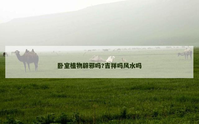 卧室植物辟邪吗?吉祥吗风水吗