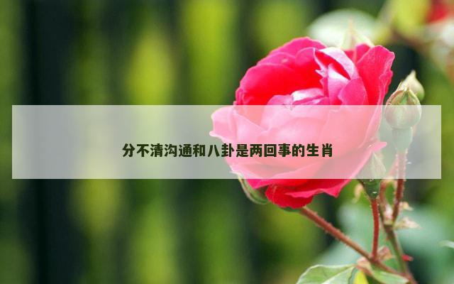 分不清沟通和八卦是两回事的生肖