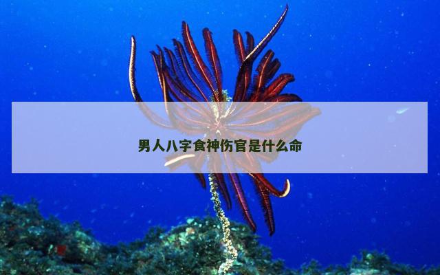 男人八字食神伤官是什么命