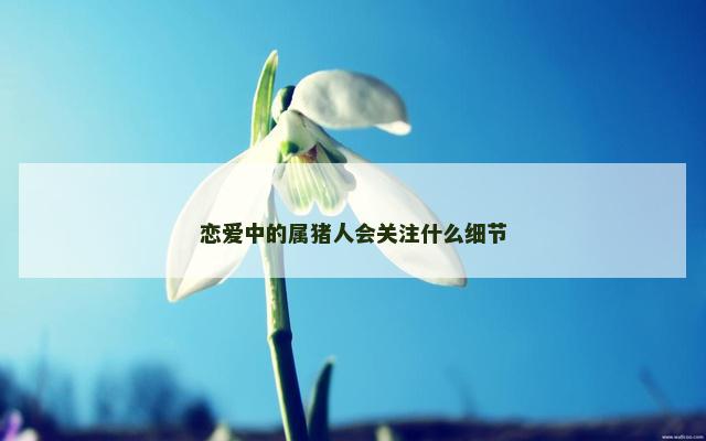 恋爱中的属猪人会关注什么细节
