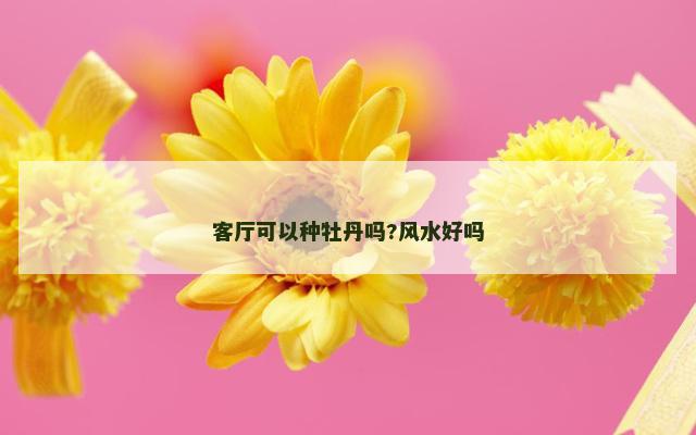 客厅可以种牡丹吗?风水好吗