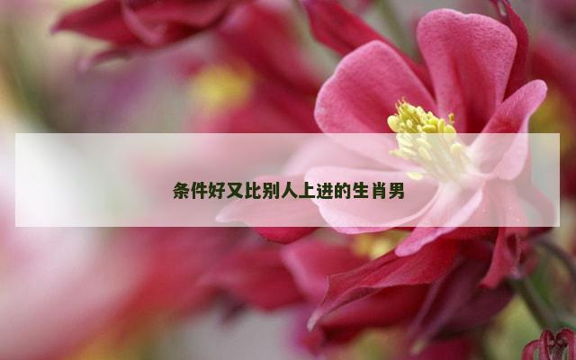 条件好又比别人上进的生肖男