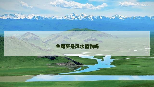 鱼尾葵是风水植物吗