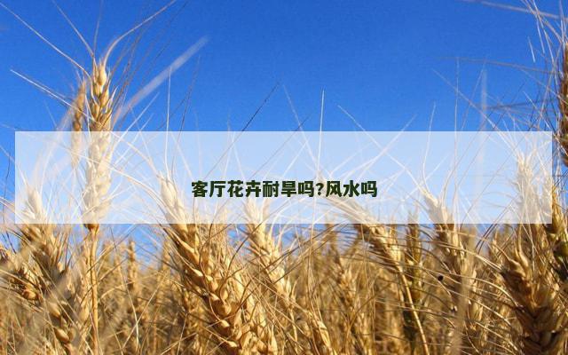 客厅花卉耐旱吗?风水吗