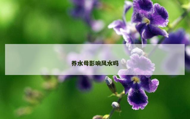 养水母影响风水吗