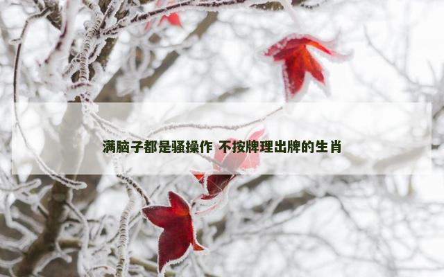 满脑子都是骚操作 不按牌理出牌的生肖