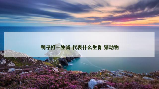 鸭子打一生肖 代表什么生肖 猜动物