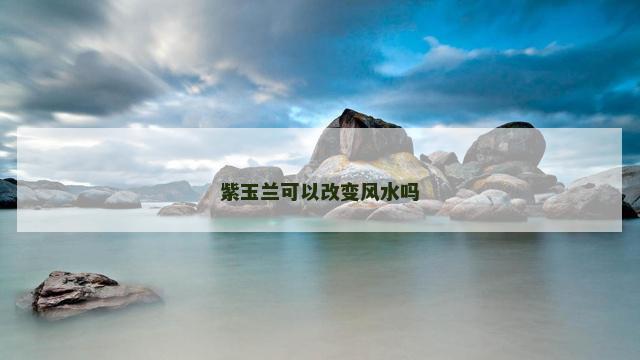 紫玉兰可以改变风水吗